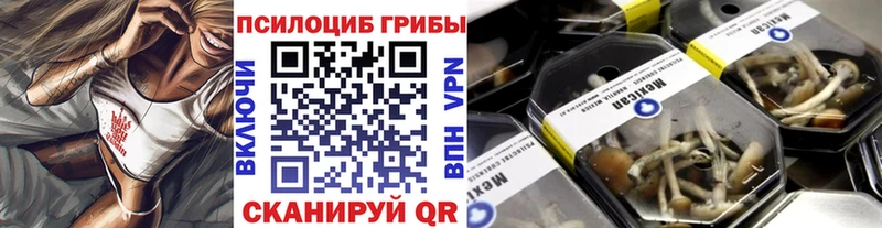 Купить Курчалой Псилоцибиновые грибы GOLDEN TEACHER